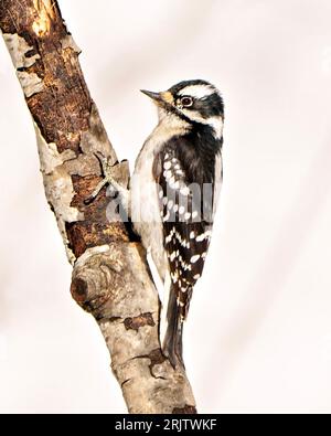 Woodpecker female close-up profile view gripping to a tree branch with a white background in its environment displaying white and black colour plumage Stock Photo