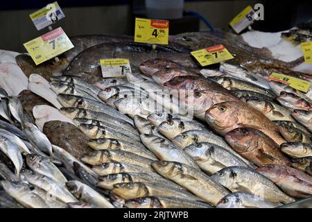 Frische Fischtheke im Supermarkt Pingo Doce, mit Garnelen und Fisch auf Crushed Ice Stockfoto