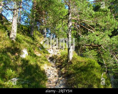 Pfad führt durch einen Nadelwald aus Fichten und schottischen Kiefern Stockfoto