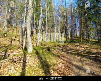 Eiche (Quercus petraeae) gemäßigter, Laubwald, der von Sonnenlicht beleuchtet wird, und ein breiter Pfad, der durch ihn führt Stockfoto