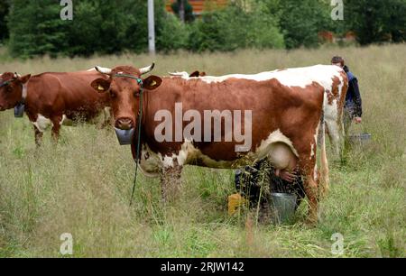 Polnische Milchviehhalter Kühe melken von Hand in das Dorf Witow, Tatra County, in der Nähe von Zakopane, Polen. Stockfoto