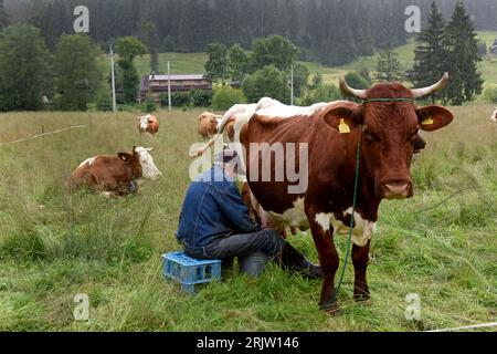 Polnische Milchviehhalter Kühe melken von Hand in das Dorf Witow, Tatra County, in der Nähe von Zakopane, Polen. Stockfoto