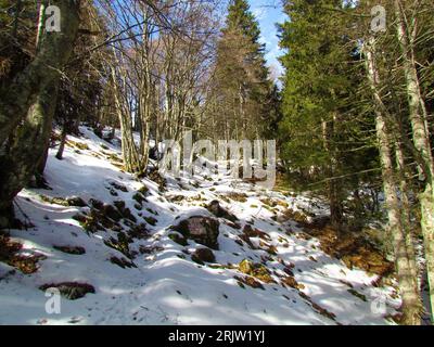 Buchen- und Fichtenwald im Winter gemäßigt, Laubwald mit Felsen und Schnee bedeckt den Boden an einem sonnigen Tag Stockfoto