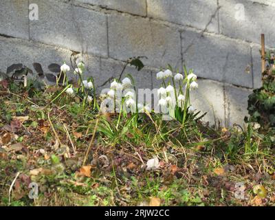 Gruppe von weißen Frühlingsschneeflocken (Leucojum vernum) Stockfoto