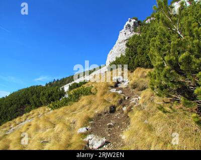 Pfad, der an klaren, sonnigen Tagen in Slowenien auf einen mit trockenem Gras und kriechender Kiefer bedeckten Hang führt Stockfoto