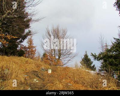 Blick auf eine einsame, blattlose Buche im Winter auf der Spitze von Polna Pec in Slowenien mit einer trockenen, mit Gras bedeckten Wiese davor Stockfoto