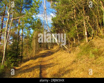 Path leading throuugh a conifer pine forest with dry grass on the side with a white bark silver birch, warty birch, european white birch (Betula pendu Stock Photo