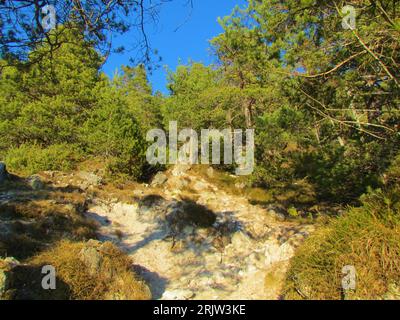 Der helle schottische Kiefernwald führt durch einen Pfad in Slovneia Stockfoto