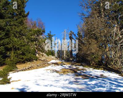 Group of dead spruce trees or snags with a meadow covered in snow in front under Dobrca in Slovenia Stock Photo