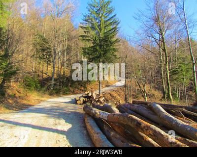 Schotterstraße, die durch einen überwiegend breitblättrigen Buchenwald führt, an dessen Seite sich ein Baumstamm befindet, der auf den Transport in Slowenien wartet Stockfoto