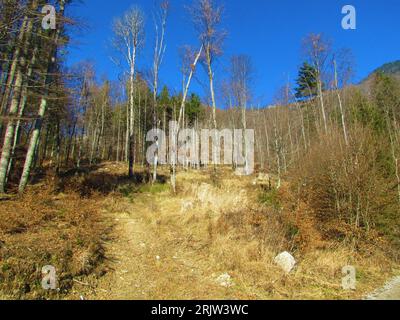 Broadlead and conifer leafless beech forest in winter with dry grass covering the ground in Slovenia Stock Photo