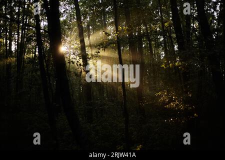 Sonnenlicht durch die Bäume des Waldes Stockfoto