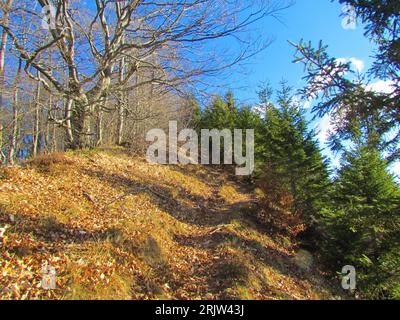 Pfad, der an einer mit umgestürzten Blättern und trockenem Gras bedeckten Lichtung mit Nadelfichten auf der einen Seite und Laubbuchenwäldern auf der anderen Seite in der Nähe vorbeiführt Stockfoto