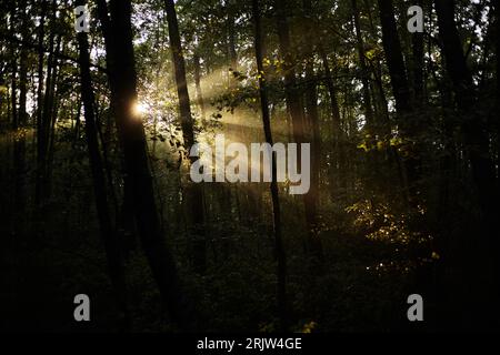 Sonnenlicht durch die Bäume des Waldes Stockfoto