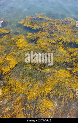 Seegras oder Seetang, Meeresvegetation, fließend mit den Wellen des atlantischen Ozeans in Harpswell, Maine. Stockfoto