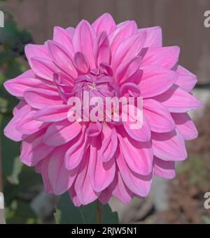 Dahlia, Bargaly Blush, Medium Decorative, Pink Stockfoto