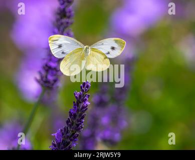 Makro eines Kohlfalter, der zu einer Lavendelblüte fliegt Stockfoto