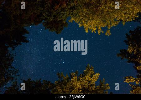 Sterne und die Milchstraße, die durch ein Loch in der Baumkrone in Harpswell, Maine, gesehen wird. Foto aufgenommen an einer klaren Sommernacht. Stockfoto