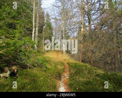 Pfad durch einen gemäßigten, Laubwald in Slowenien mit trockenem Gras auf dem Boden Stockfoto