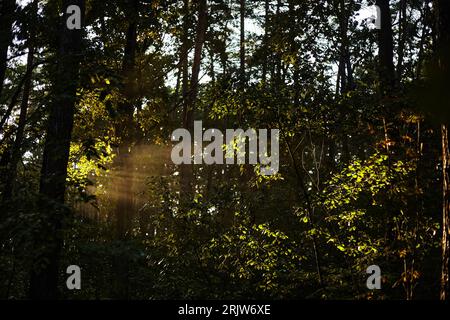 Sonnenlicht durch die Bäume des Waldes Stockfoto