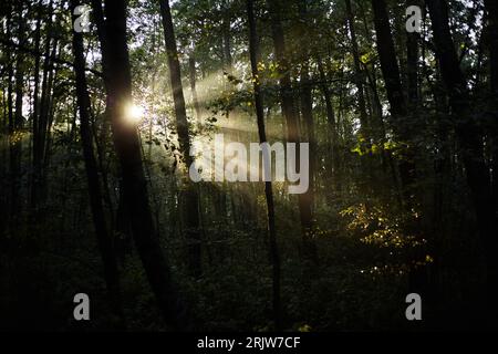 Sonnenlicht durch die Bäume des Waldes Stockfoto