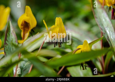 Forellenlilie blüht im Stadtpark Stockfoto