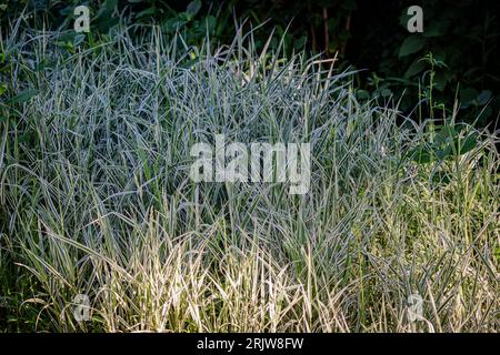 Variegated Silver Grass is an herbaceous perennial grass with an upright spreading habit of growth. Stockfoto