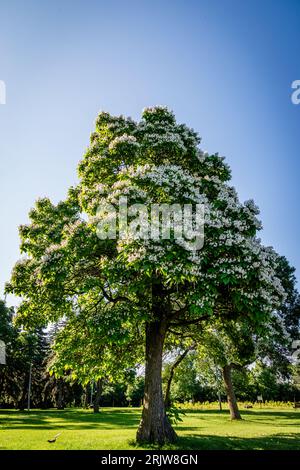 Blühende nördliche Catalpa im Stadtpark Stockfoto