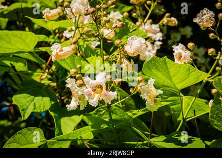 Blühende nördliche Catalpa im Stadtpark Stockfoto