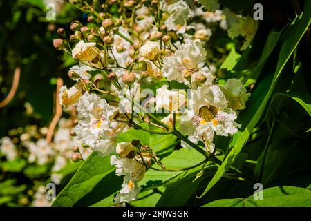 Blühende nördliche Catalpa im Stadtpark Stockfoto