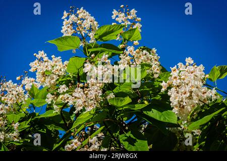 Blühende nördliche Catalpa im Stadtpark Stockfoto