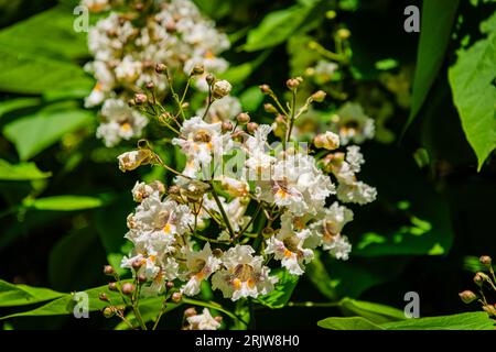 Blühende nördliche Catalpa im Stadtpark Stockfoto