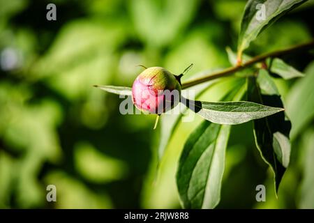 Rote Pfingstrosen Blumen im Garten Stockfoto