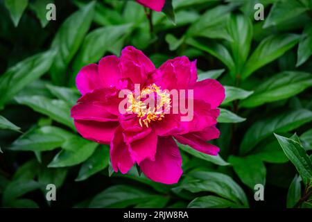 Rote Pfingstrosen Blumen im Garten Stockfoto