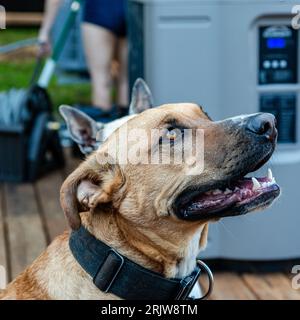 The dog looks to its owner and waits for orders Stock Photo