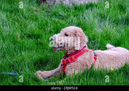 Goldendoodle-Hund auf dem Gras am Fluss Stockfoto