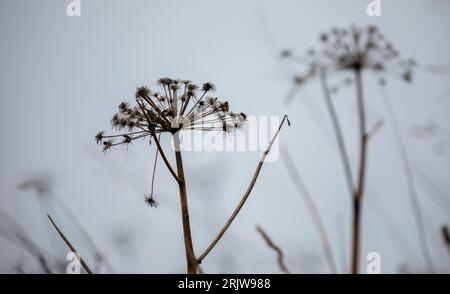 Seedheads, Schweizer alpen, Montreux Stockfoto