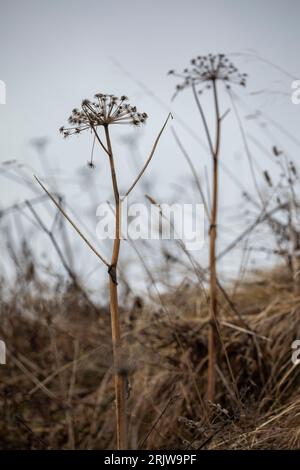 Seedheads, Schweizer alpen, Montreux Stockfoto