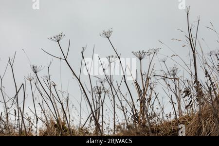 Seedheads, Schweizer alpen, Montreux Stockfoto