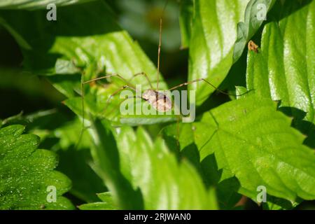 Weaver, Kanker, Opiliones auf grünem Blatt Stockfoto