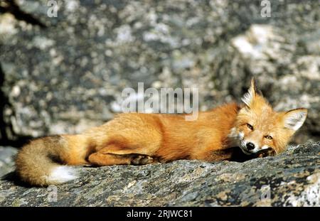 Bildnummer: 51952100 Datum: 17.05.2007 Copyright: imago/Xinhua Rotfuchs (Vulpes vulpes) liegt auf einem Stein, Tiere; 2007, Rotfüchse, Fuchs, Füchse, Säugetiere, liegen, liegend; , quer, Kbdig, Einzelbild, , Natur o0 Deutschland, Europa; Aufnahmedatum geschätzt Stockfoto