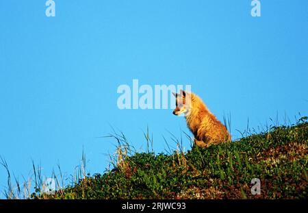 Bildnummer: 51952126 Datum: 17.05.2007 Copyright: imago/Xinhua Rotfuchs (Vulpes vulpes) auf einem Felsen, Tiere; 2007, Rotfüchse, Fuchs, Füchse, Säugetiere; , quer, Kbdig, Einzelbild, , Natur o0 Deutschland, Europa; Aufnahmedatum geschätzt Stockfoto