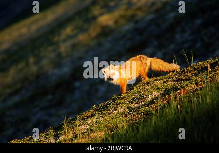 Bildnummer: 51952125 Datum: 17.05.2007 Copyright: imago/Xinhua Rotfuchs (Vulpes vulpes) auf einem Felsen, Tiere; 2007, Rotfüchse, Fuchs, Füchse, Säugetiere; , quer, Kbdig, Einzelbild, , Natur o0 Deutschland, Europa; Aufnahmedatum geschätzt Stockfoto