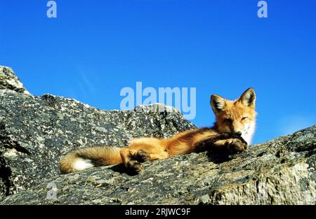 Bildnummer: 51952098 Datum: 17.05.2007 Copyright: imago/Xinhua Rotfuchs (Vulpes vulpes) auf einem Stein, Tiere; 2007, Rotfüchse, Fuchs, Füchse, Säugetiere; , quer, Kbdig, Einzelbild, , Natur o0 Deutschland, Europa Stockfoto