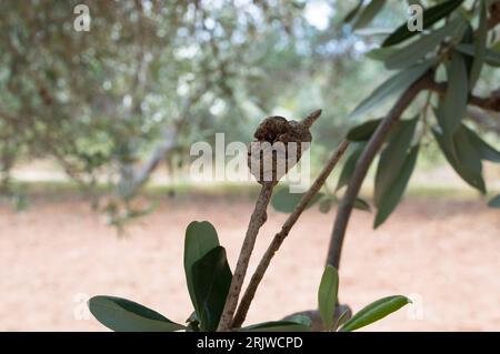 Nahaufnahme von Beulen am infizierten Olivenbaumbaum, durch den Erreger Pseudomonas savastanoi verursachte Olivenknoten-Krankheit, Olea Europea im dalmatinischen Raum, Stockfoto