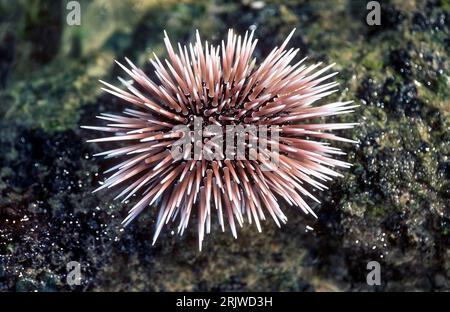 Seeigel (Echinometra mathaei) aus Rarotonga, Cookinseln. Stockfoto