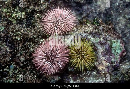 Seeigel (Echinometra mathaei) aus rarotonga, Cookinseln. Stockfoto