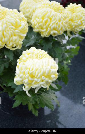 Gelbe Chrysanthemen am Grab. Alle Seelen Tag Blumen Stockfoto