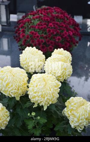 Chrysanthemums on the grave. All Souls Day flowers Stock Photo