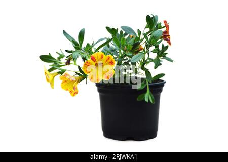 Million Glocken (Calibrachoa) Blume Pflanze in Topf isoliert auf weißem Hintergrund Stockfoto